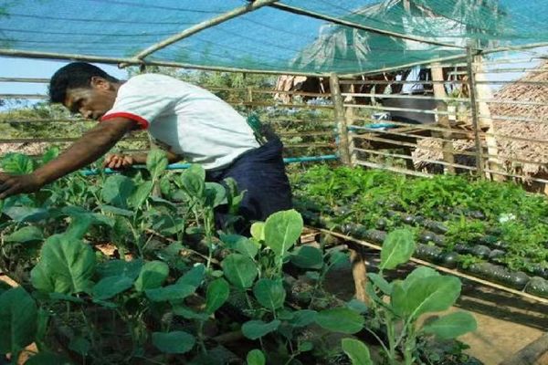 实皆省今年雨季种植季节期间已完成5万多英亩蔬菜作物种植工作
