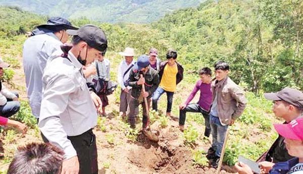 那加民族自治区雷喜县区筹划种植牛油果