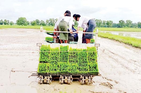勃固省达耶瓦底县区完成50多万英亩的雨季稻种植工作