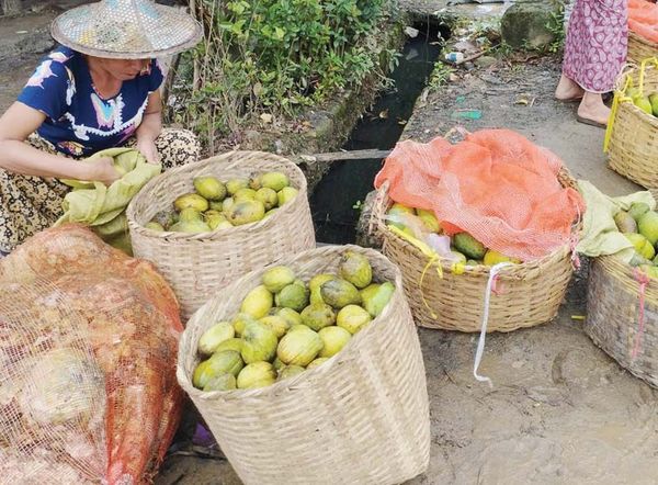 芒果季节即将结束若开邦芒果获得好价钱