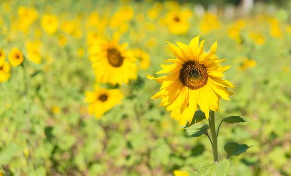 实皆省茵马宾专区已完成9,600多英亩的雨季向日葵种植工作