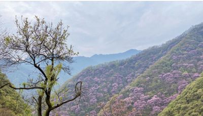 心飘逸-调寄青杏儿（钟纯芳）
