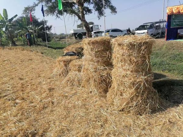 伊江三角洲地区稻草菇获得了好价钱