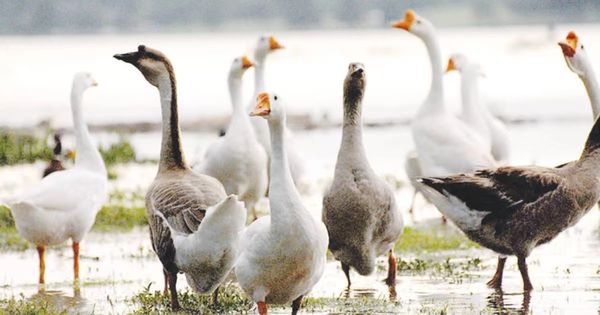 采用圈养方法饲养鸭群可提高鸭蛋产量