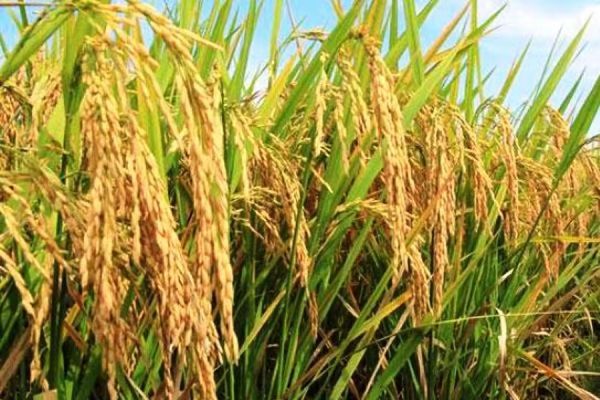 曼德勒省皎栖县区采用科学种植方法栽种各种稻谷良种