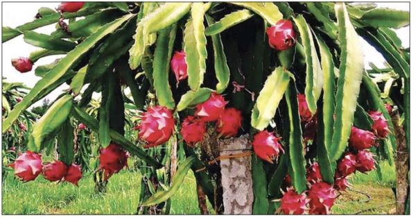 掸邦南部出产的有机产品火龙果销往各大城市