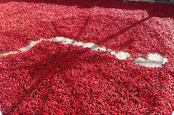 由于国外需求增加缅甸国内干辣椒价格翻倍