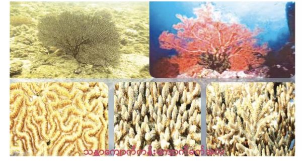 兰比岛——缅甸第一座国家级海洋生物公园