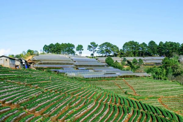 实皆省内种植了十多万英亩的多年生果树