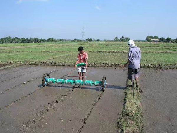 仰光省规划种植110万英亩雨季稻已种植1,500英亩示范田