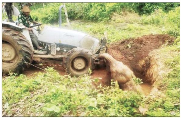 伊洛瓦底省达榜县区跌入水井的小野象获救