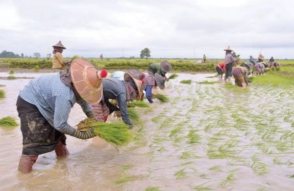勃固省卑谬县区今年将种植7万多英亩雨季稻