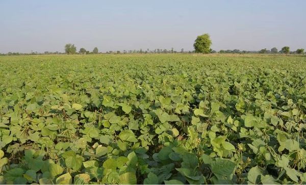 实皆省蒙育瓦县区今年雨季已种植了各种豆类23,000多英亩