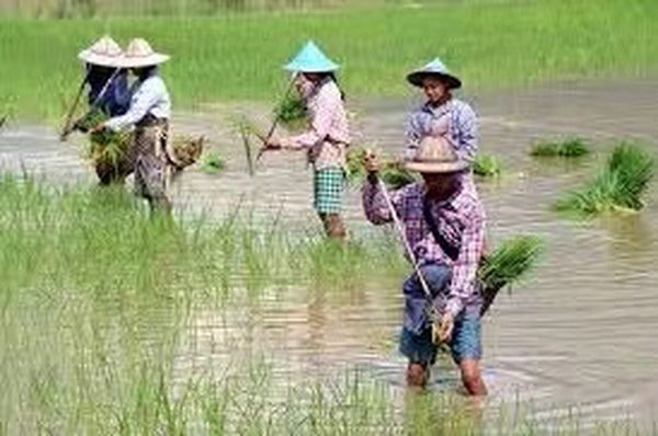 伊洛瓦底省英加布县区完成了雨季稻11万多英亩的种植工作