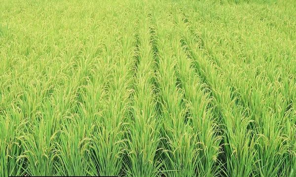孟邦昌宋县区规划种植雨季稻6.5万多英亩已完成95%的种植工作