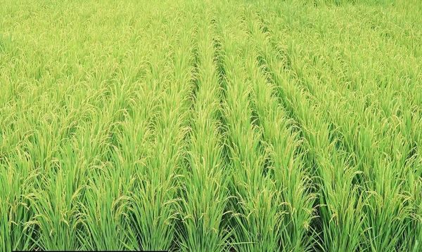 孟邦昌宋县区规划种植雨季稻6.5万多英亩已完成95%的种植工作