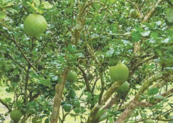 孟邦穆洞县区县区种植柚子的果农增多柚子也获得好价钱