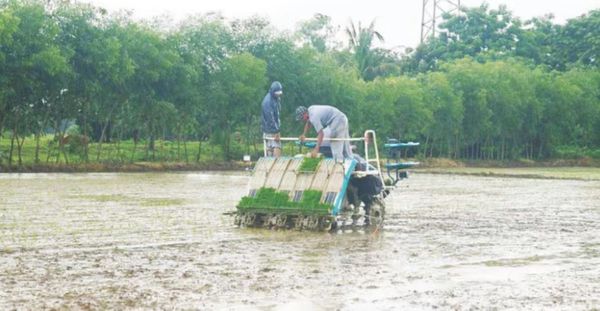 仰光省端低县区今年规划种植8万多英亩雨季稻