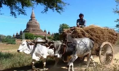 五绝·西风瘦牛 （晨阳）