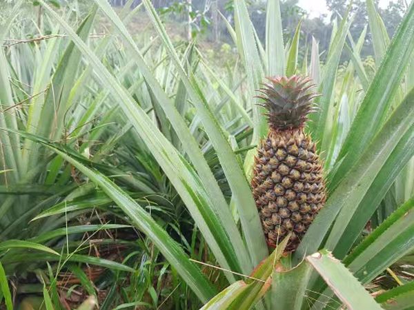 凤梨水果售价高但果农们获利甚少