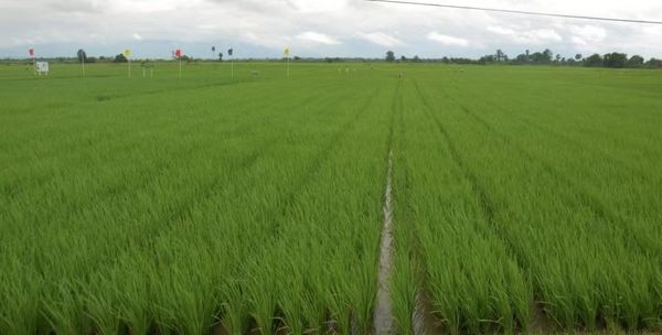 实皆省遵纳县区规划种植10多万英亩雨季作物