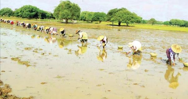 曼德勒省密铁拉专区规划种植十多万英亩雨季稻