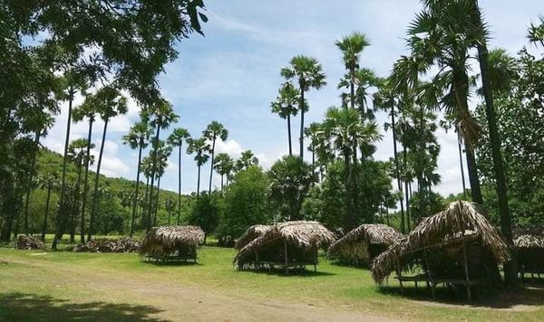 勃生基镇太子棕榈林将申请录入联合国世界文化遗产