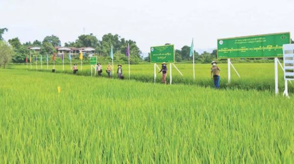 克钦邦规划种植49万多英亩雨季稻目前已完成种植43多万英亩