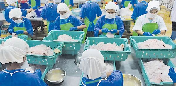 新财政年度四个月内缅甸已向国外出口鱼类8万多吨