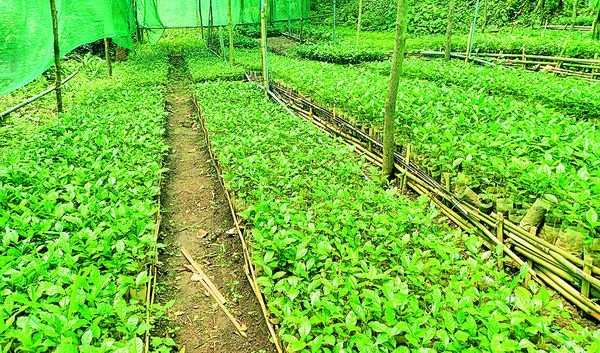 钦邦农业局将供应13万棵咖啡树苗给当地农民们栽种