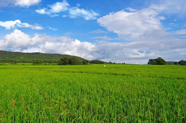 实皆省迪姜县区规划种植11多万英亩雨季作物        