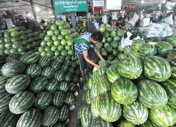 曼德勒省内一些县区种植的雨季西瓜已上市进入国内市场了
