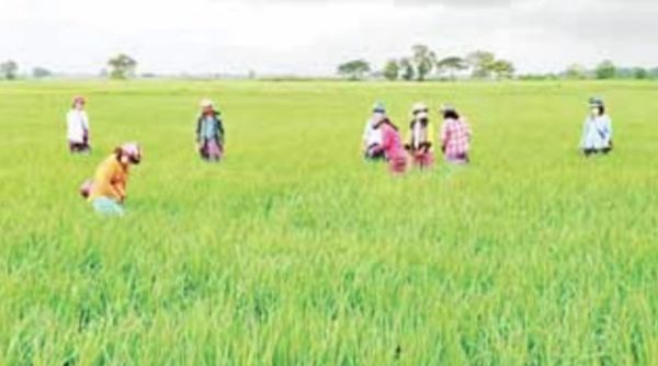 勃固省达雅瓦底专区完成了雨季稻517,456英亩的种植工作