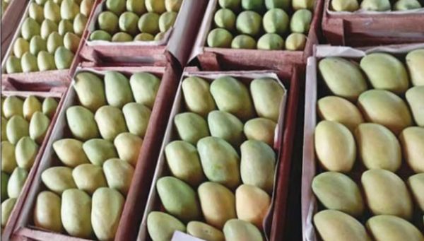 掸邦南部彬得雅县区的芒果畅销全缅国内各地区