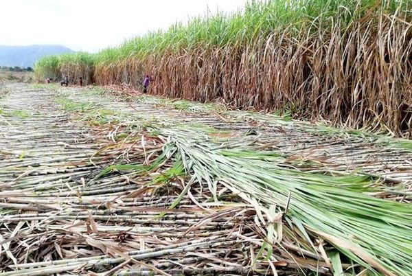 为下一个甘蔗季节每吨甘蔗开价8万缅币