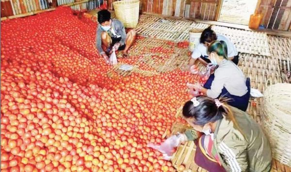 掸邦南部地区所产番茄大量进入曼德勒市场