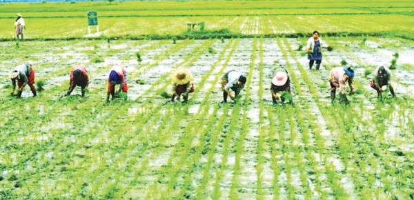 马奎省敏巫(斯固)县区今年已完成12,000多英亩雨季稻种植工作
