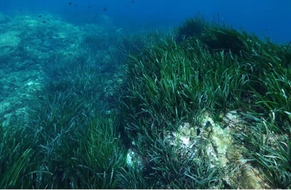 对自然生态环境起着正面积极作用的海草