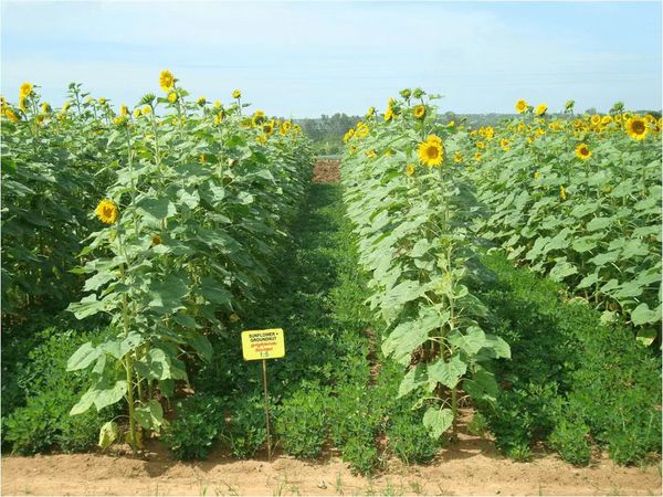 实皆省实皆专区完成6,934英亩的雨向日葵种植工作          