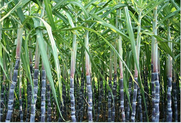 实皆省杰沙专区今年种植了工业原料作物甘蔗12多万英亩  