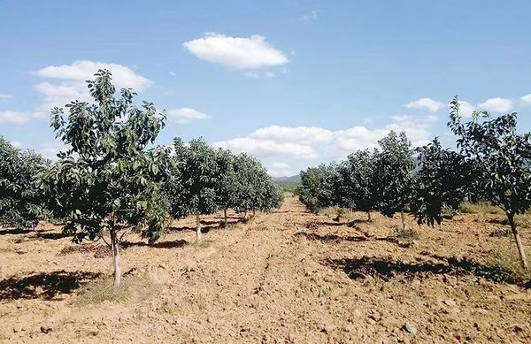 今年牛油果种植季节将主要采用天然肥料施肥