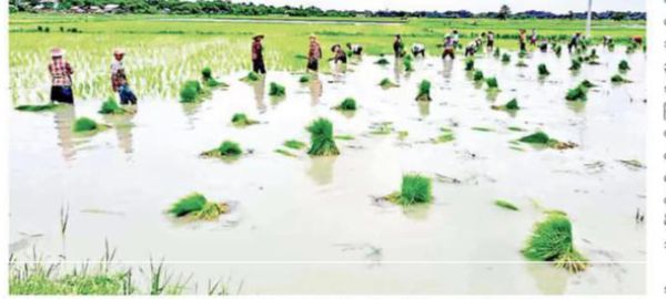马奎省本漂县规划种植6.9万英亩雨季稻已完成4万英亩种植工作