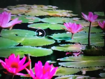 ​故乡的童年（杨桂芸）