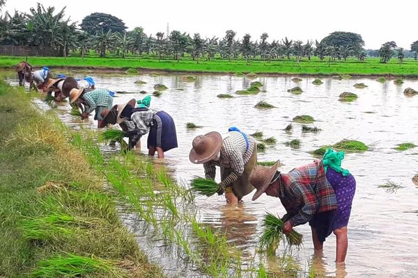 实皆省杰沙专区规划种植17万英亩雨季稻已完成2.7万英亩