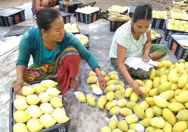 新财政年度四个月缅甸已向国外出口芒果1.5万吨