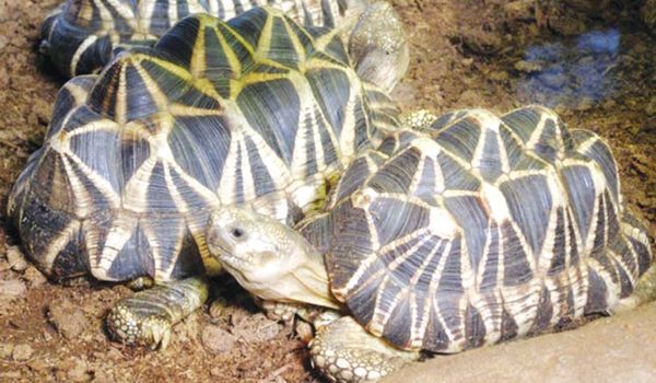 马奎省瑞射陶保护林内珍稀动物星龟已繁衍到2,000多只