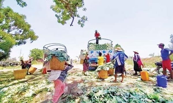 来自掸邦高原的卷心菜大量进入曼德勒市场