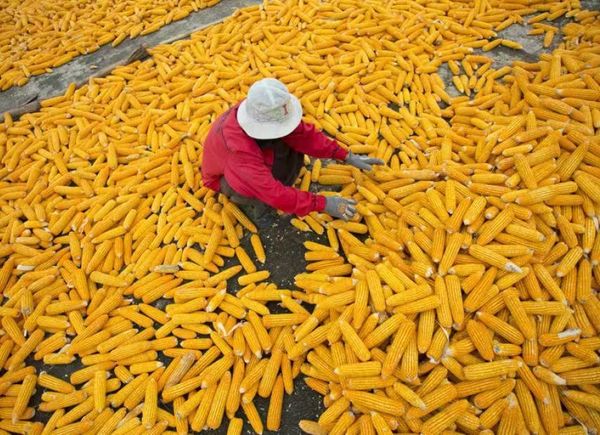 缅甸目前还保留有玉米十多万吨