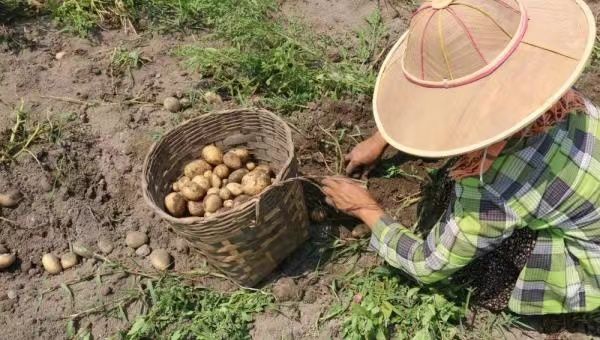 实皆省那加民族自治区马铃薯种植情况
