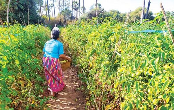 曼德勒省良吴专区番茄丰收价钱也走俏